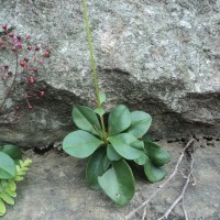 Talinum paniculatum (Jacq.) Gaertn.